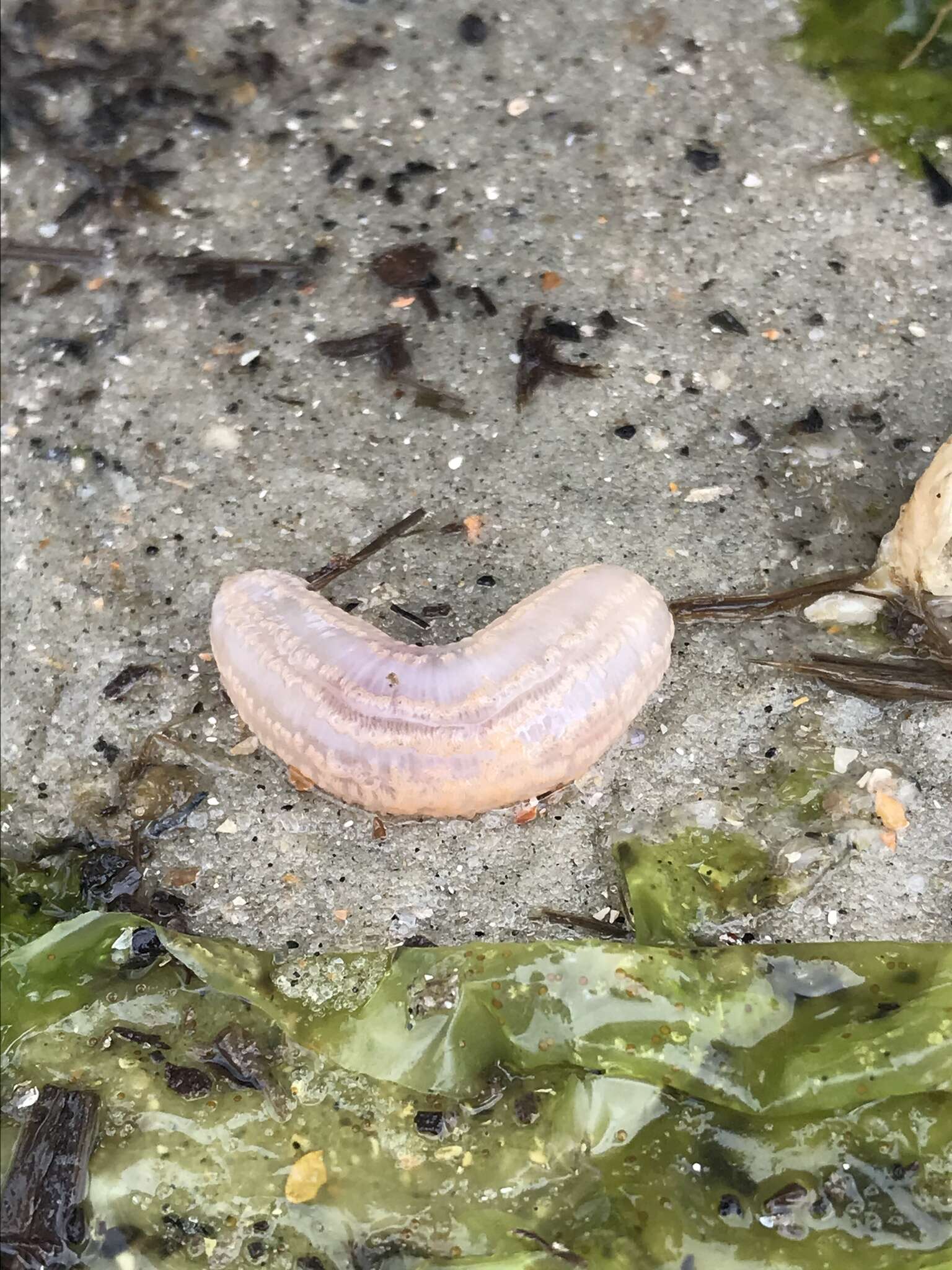 Image of splendid sea cucumber