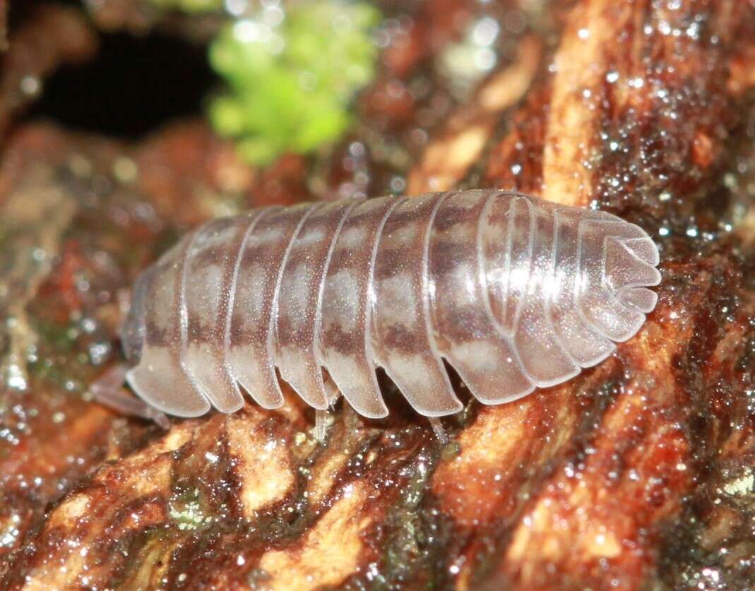 Image of Isopod