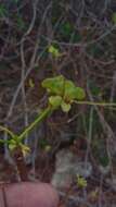 Image of Euphorbia aprica Baill.