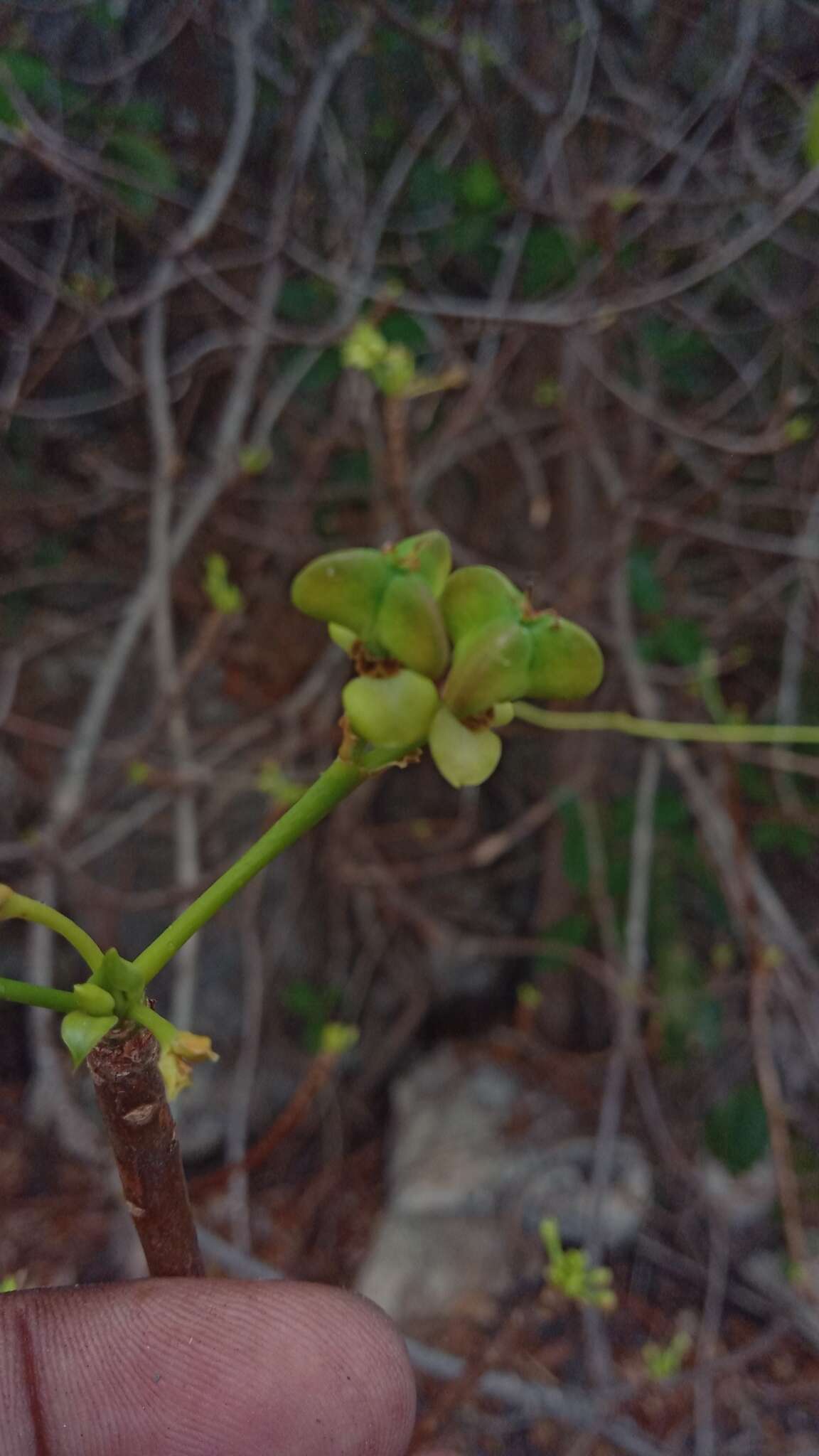 Image of Euphorbia aprica Baill.