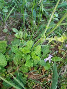 Imagem de Salvia scabra Thunb.