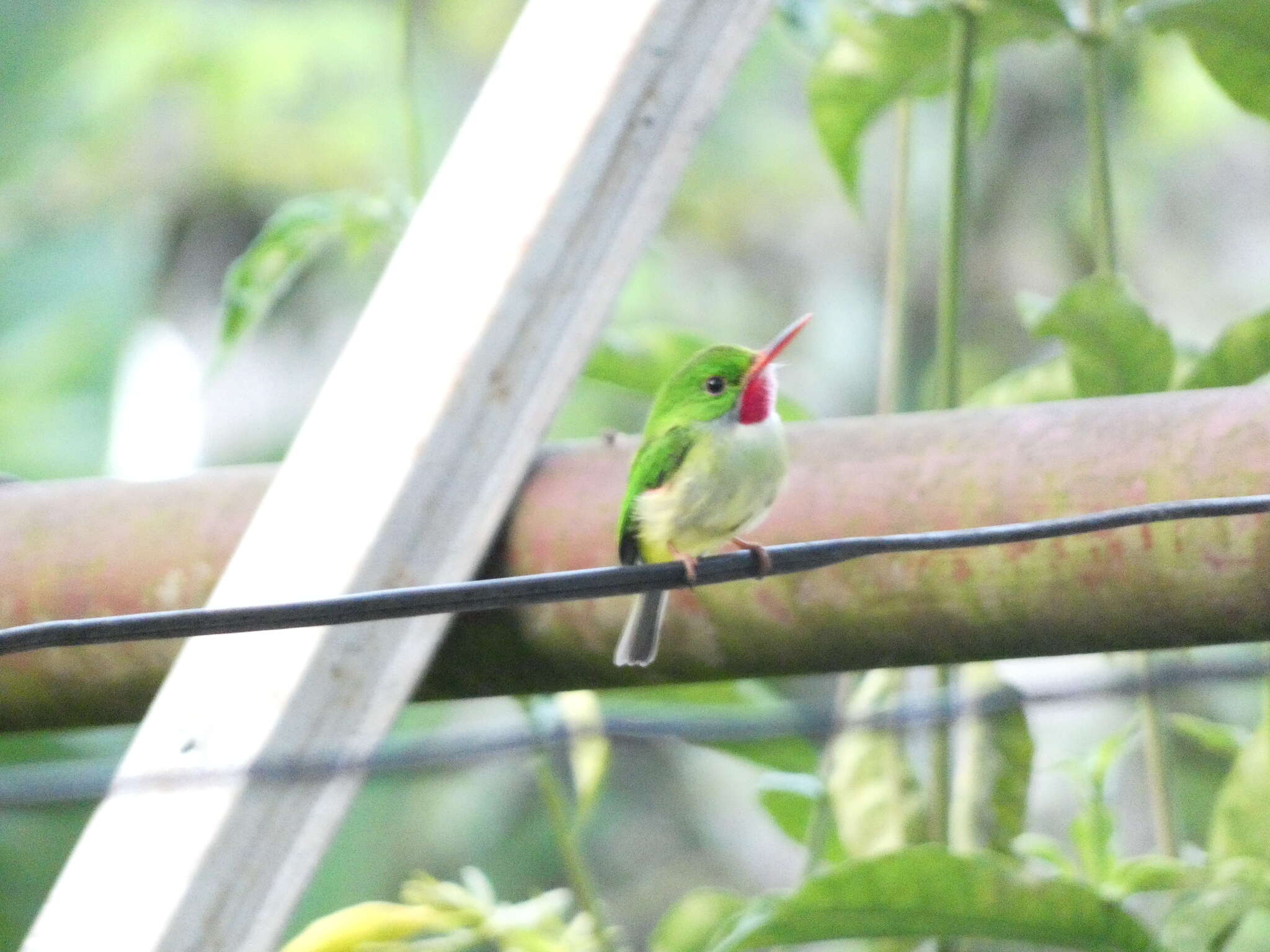 Image of Jamaican Tody