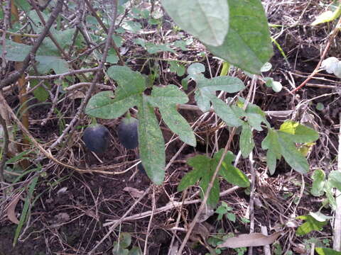 Слика од Passiflora exsudans Zucc.