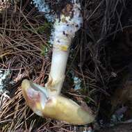 Image of Amanita augusta Bojantchev & R. M. Davis 2013