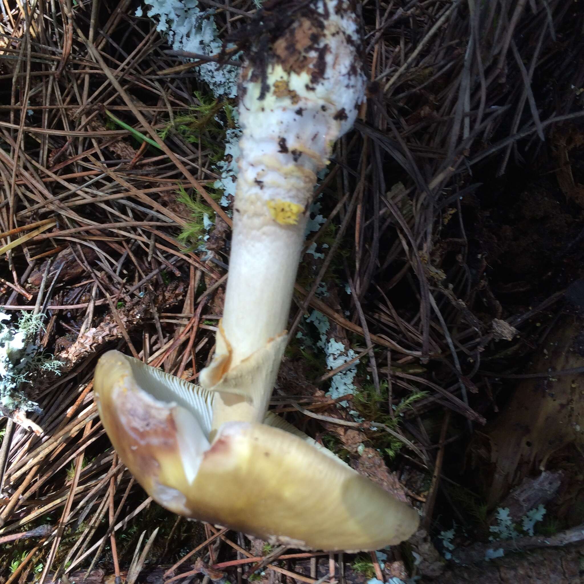 Image of Amanita augusta Bojantchev & R. M. Davis 2013