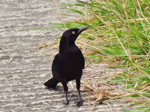 Image of Carib Grackle