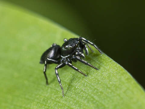 Image of Heliophanus potanini Schenkel 1963