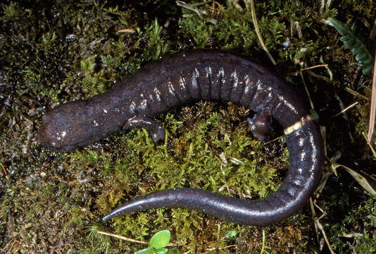 Image of Ringtail Salamander