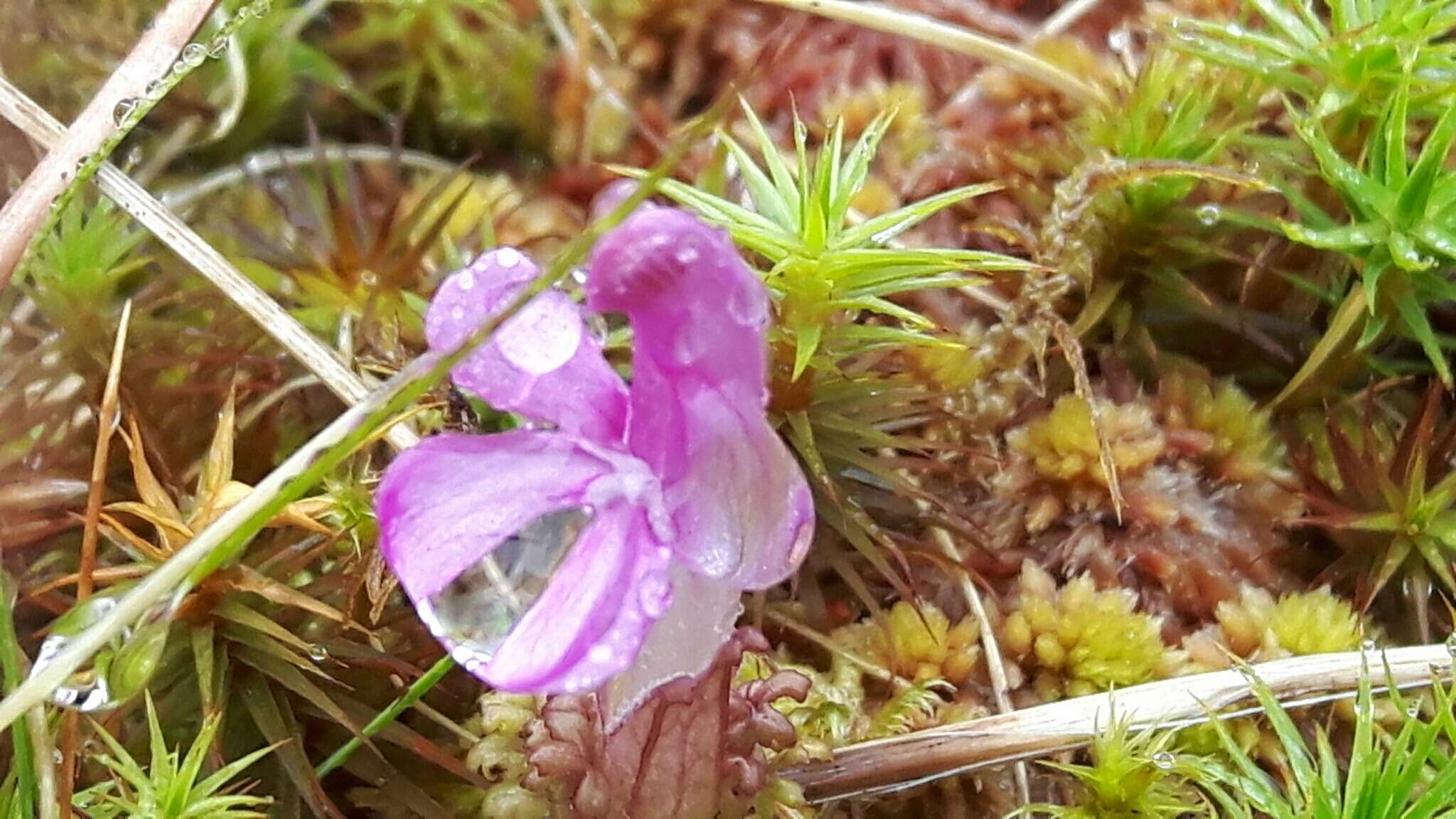 Imagem de Pedicularis sylvatica L.