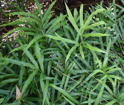 Pteris umbrosa R. Br.的圖片