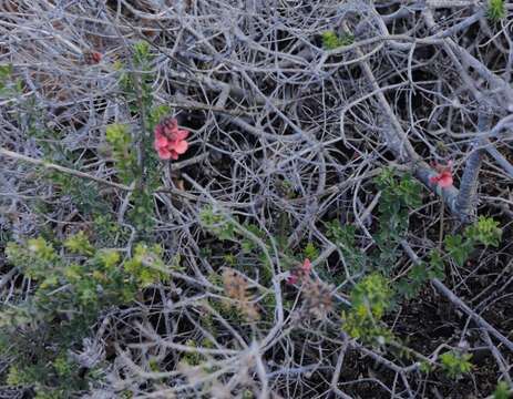 Image of Indigofera porrecta Eckl. & Zeyh.