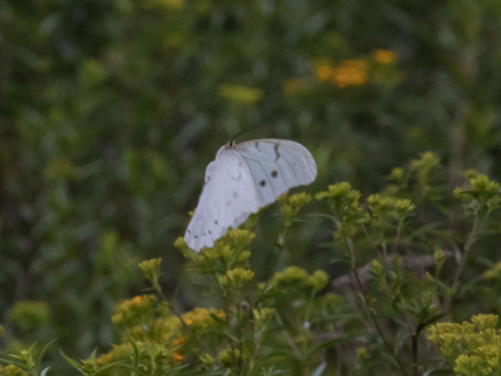 Imagem de Morpho polyphemus Westwood (1850)