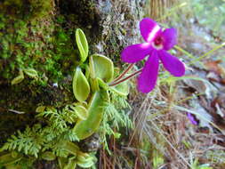 Pinguicula oblongiloba A. DC.的圖片