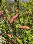 Image de Melaleuca armillaris (Gaertner) Smith