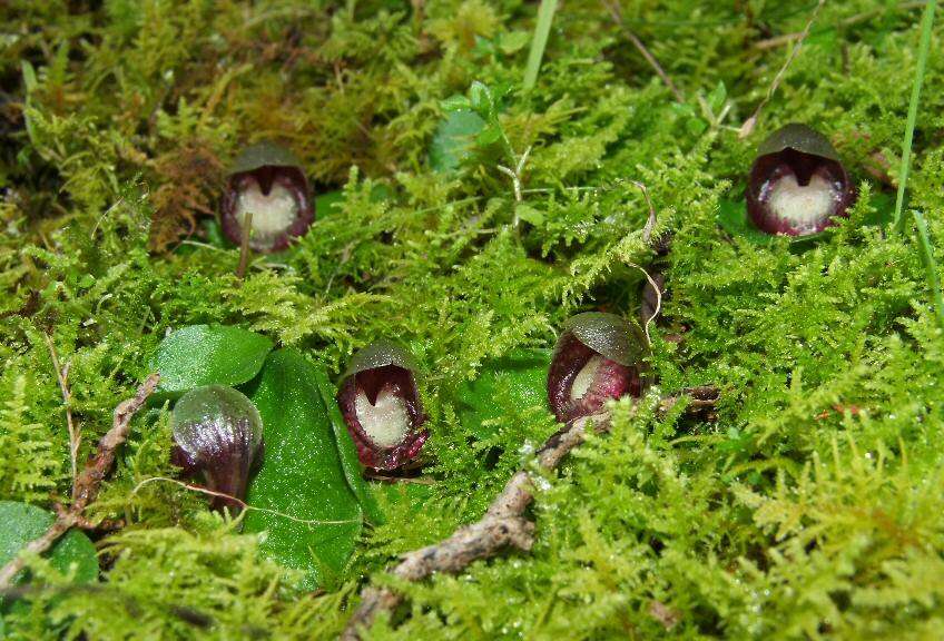 Image of Slaty helmet orchid