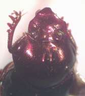 Image of Onthophagus viridivinosus Kohlmann & Solis 2001