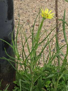 Image of yellow salsify