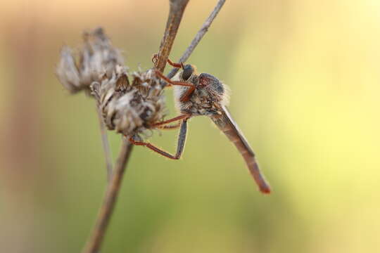 Image of Scleropogon