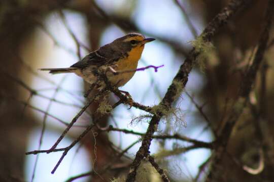 Image of Grace's Warbler