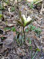 Image of Cardamine enneaphyllos (L.) Crantz