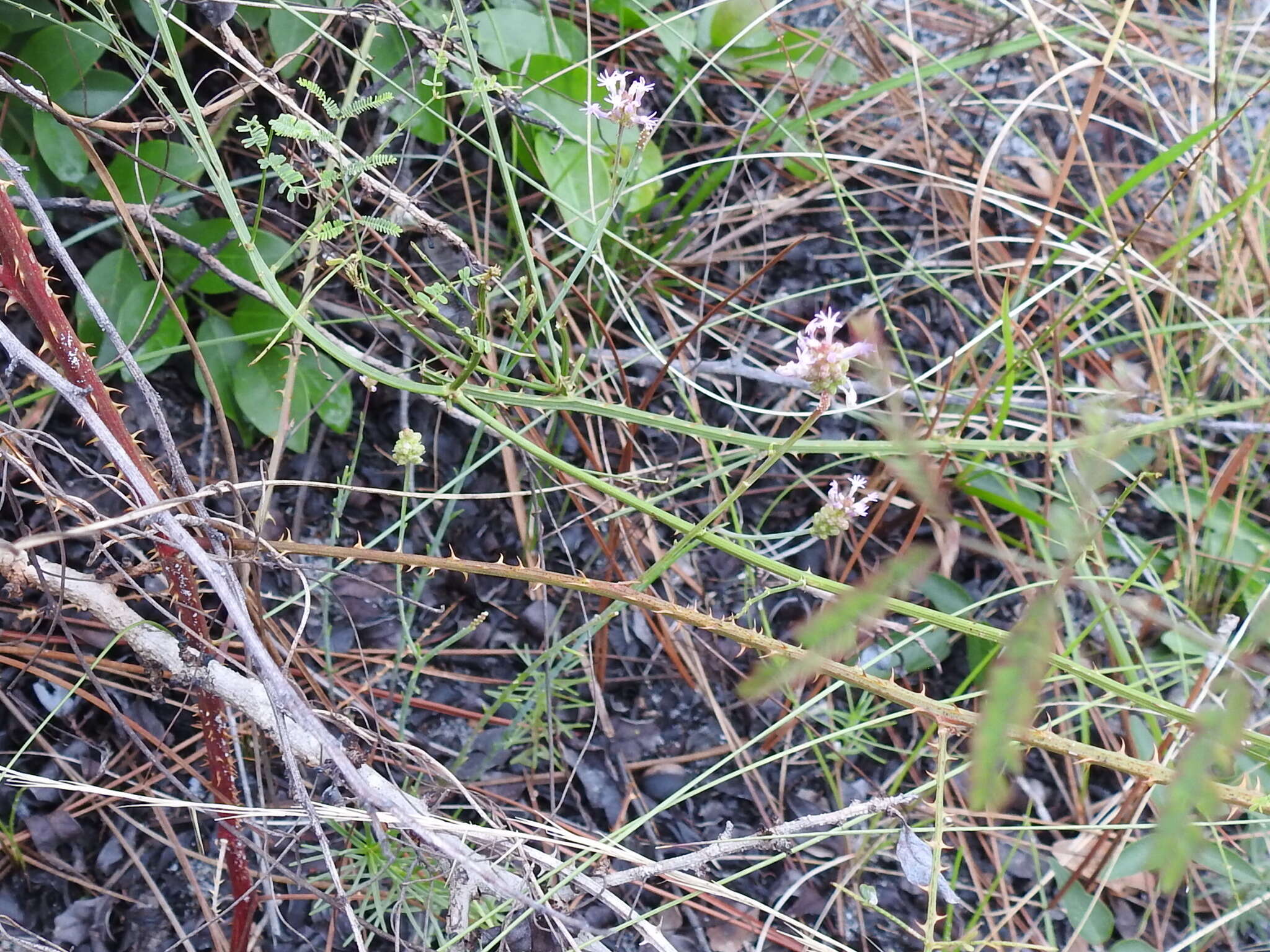 Image of Few-flowered Milkwort