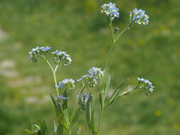 Image of Myosotis nemorosa Besser