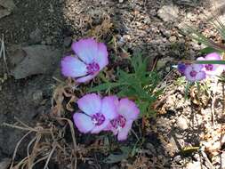 Plancia ëd Clarkia cylindrica subsp. cylindrica