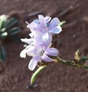 Image of sanddune ipomopsis