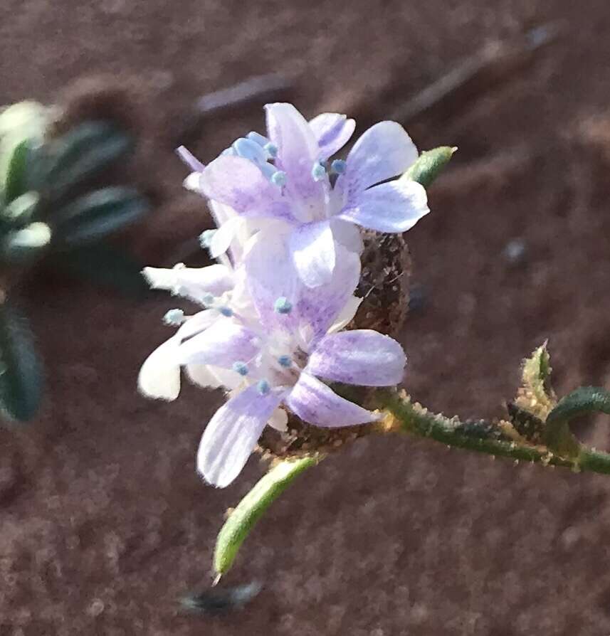 Image of sanddune ipomopsis