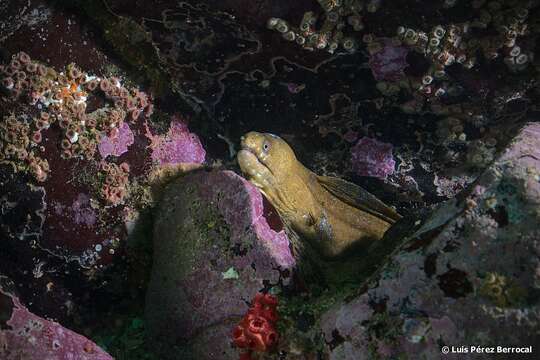 Image of Pebbletooth Moray