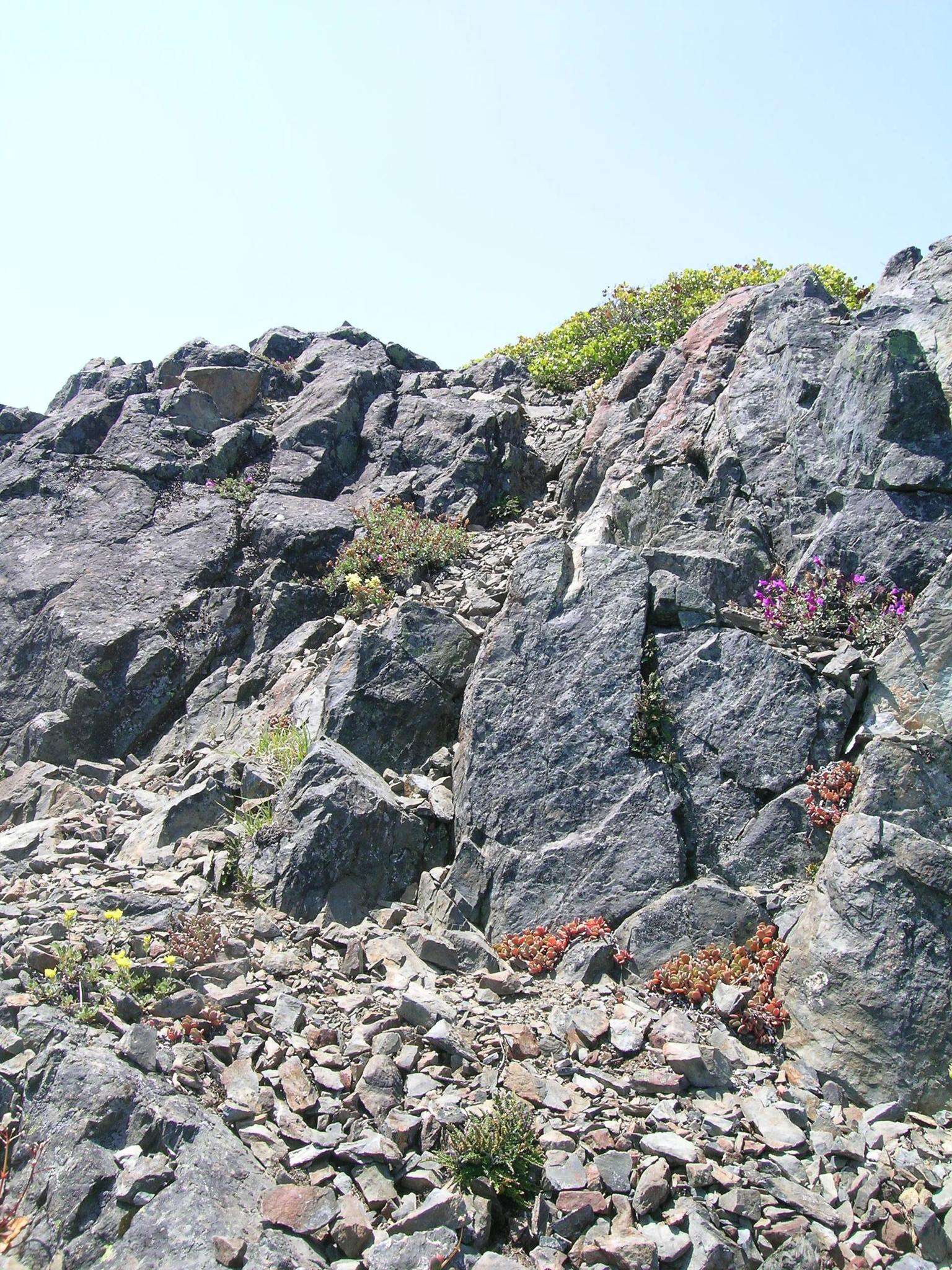 Sivun Sedum oregonense (S. Wats.) M. E. Peck kuva