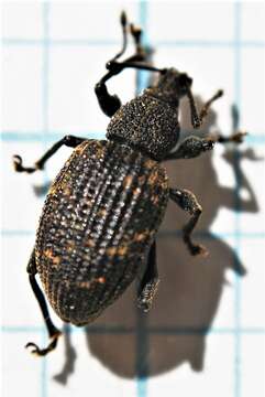 Image of Black Vine Weevil