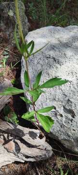 Image of Cosmos pringlei Robins. & Fern.