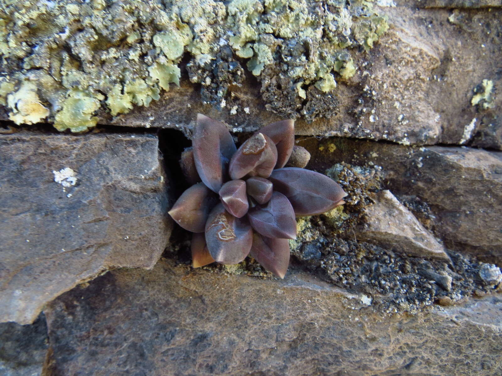 Image of Pachyphytum compactum Rose