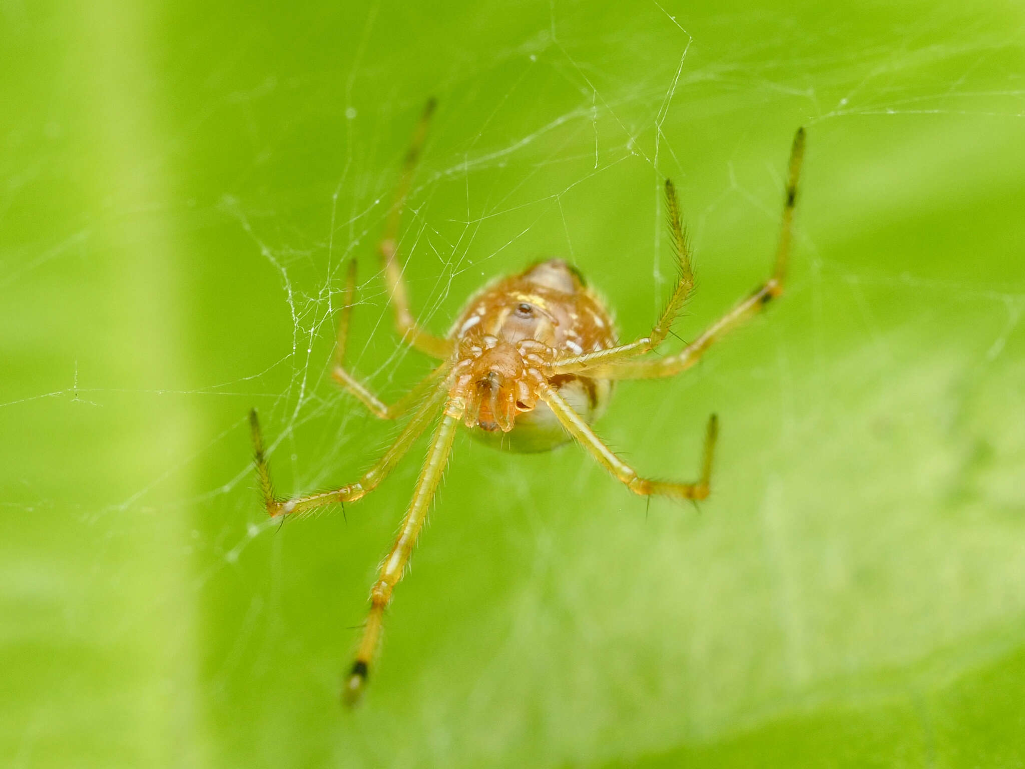 Image of Theridion zonulatum Thorell 1890