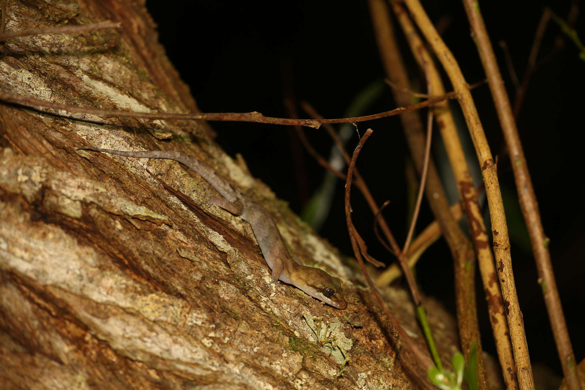 Image of Pacific Slender-toed Gecko