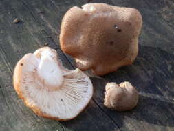 Image of Armillaria gallica Marxm. & Romagn. 1987