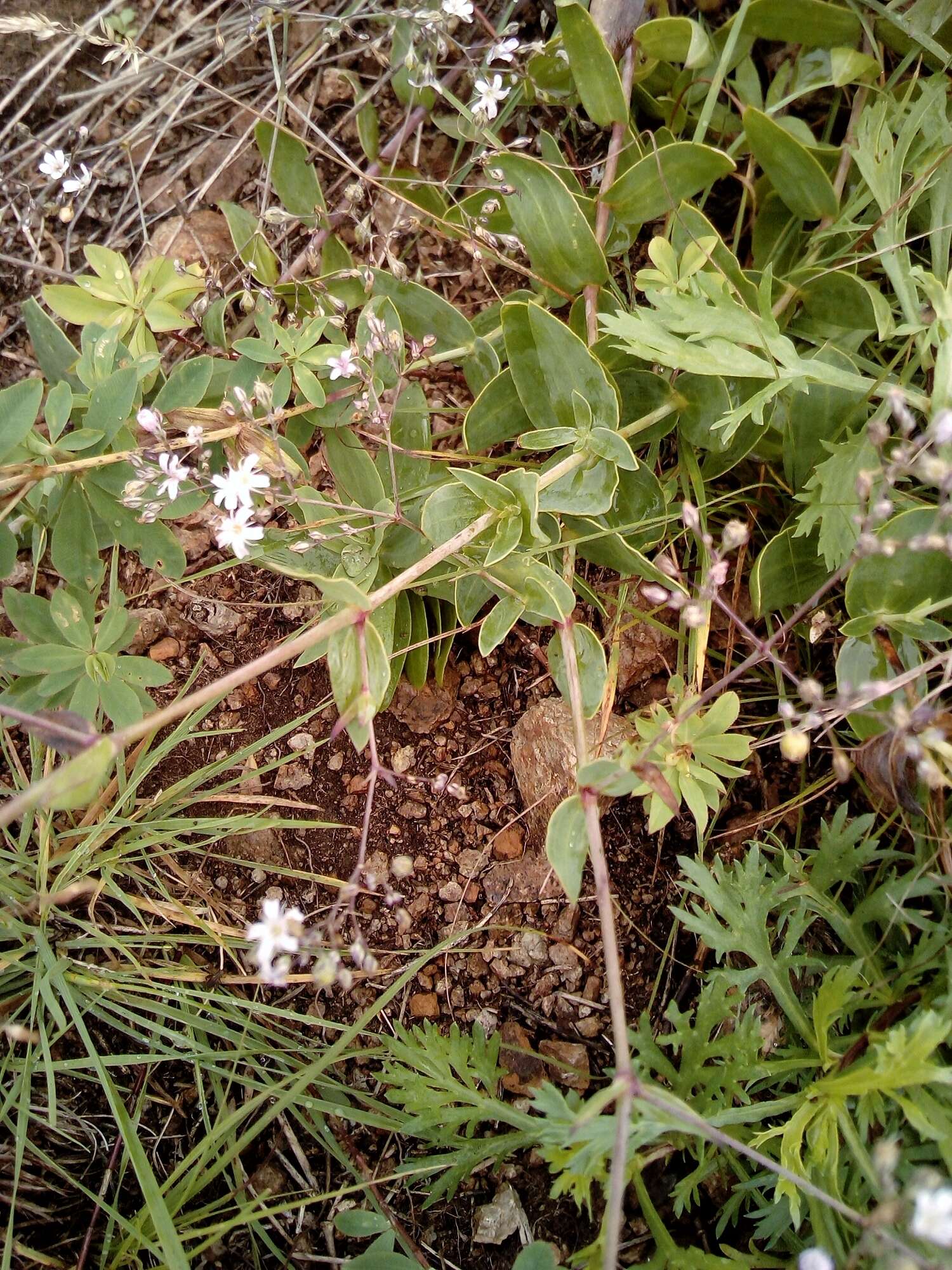 Image de Gypsophila pacifica Kom.