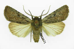 Image of Lycophotia molothina Esper 1789