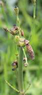 Image of smooth horsetail