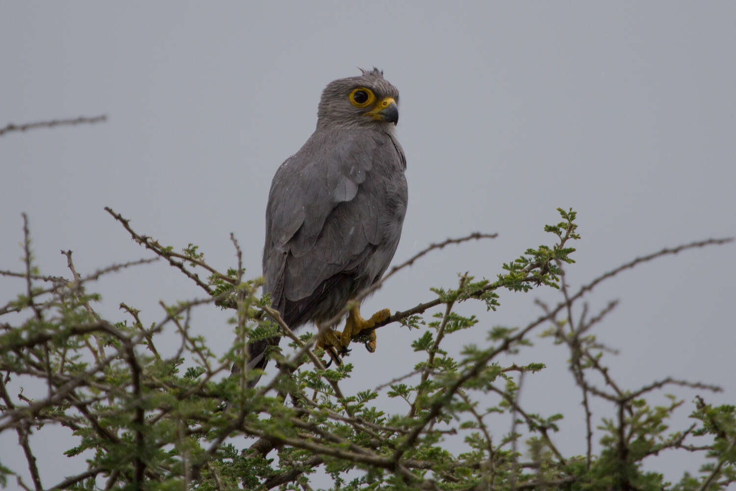 صورة Falco ardosiaceus Vieillot 1823