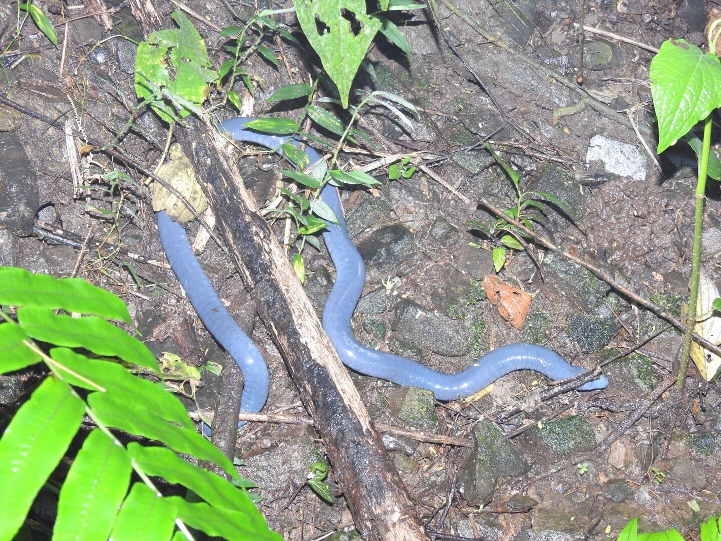 Sivun Caecilia tentaculata Linnaeus 1758 kuva