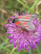 Image of Zygaena cynarae Esper 1789