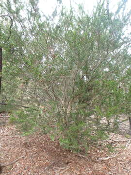 Слика од Acacia tristis