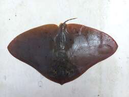 Gymnura crebripunctata (Peters 1869)的圖片