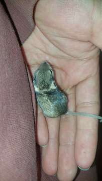 Image of Silky Pocket Mouse