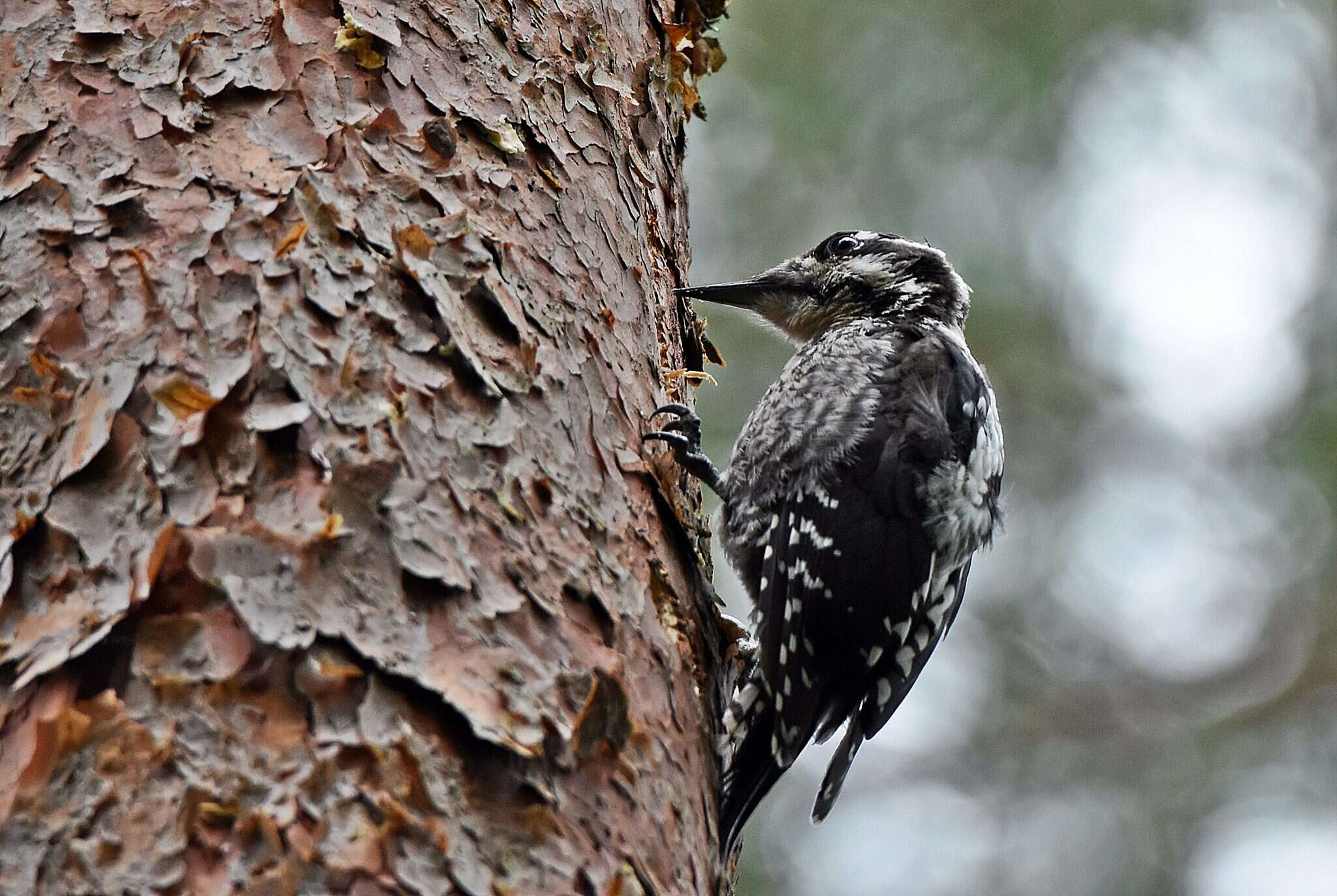 صورة Picoides tridactylus tridactylus (Linnaeus 1758)