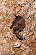 Image of Ozark big-eared bat