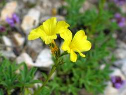 Image of Linum dolomiticum Borb.