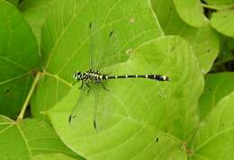 Imagem de Burmagomphus collaris (Needham 1929)